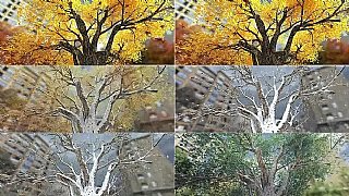 ���(sh��)�����ﶬ���~�wѩ�ļ�׃�����S��(d��ng)��(hu��)�R�^